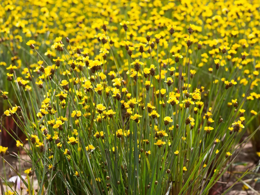 Аристолохия кирказон