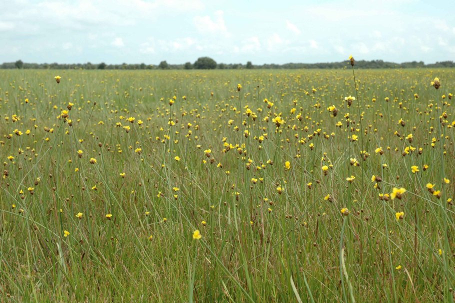 Arnoglossum atriplicifolium