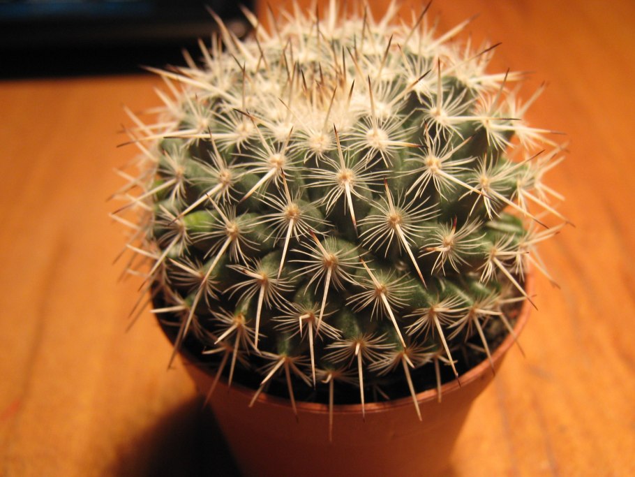 Маммиллярия karwinskiana