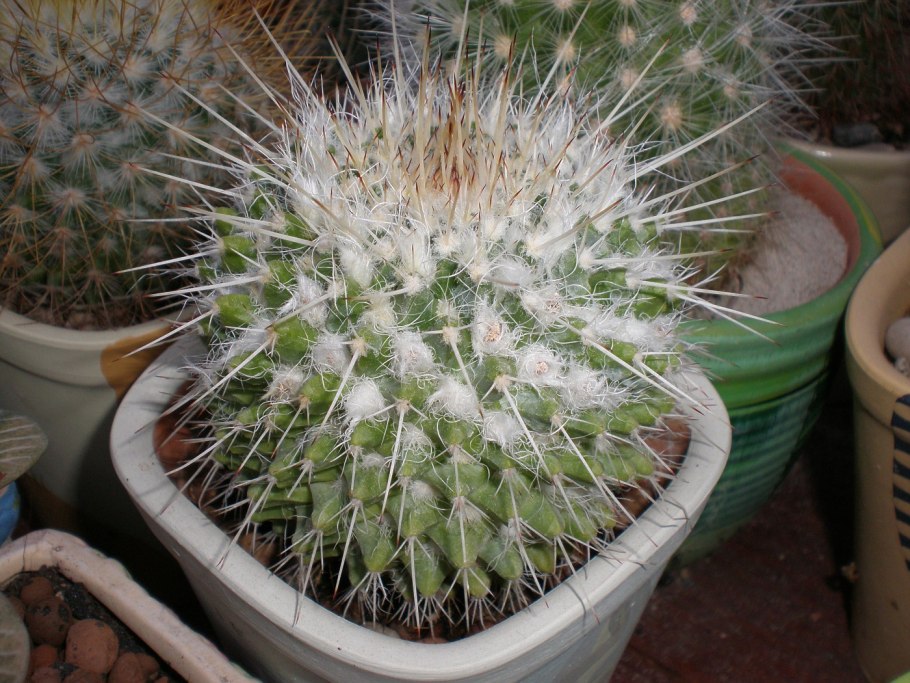 Кактус Маммиллярия Карвинского