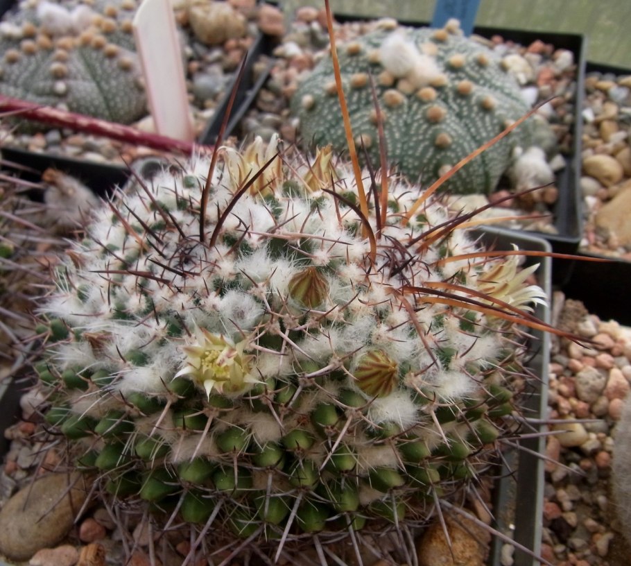Mammillaria Plumosa (Маммиллярия Плюмоза, Маммиллярия перистая