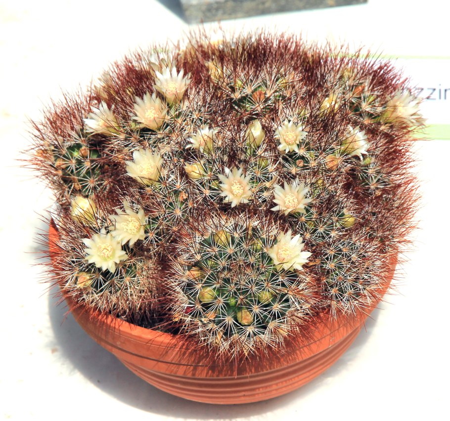 Маммиллярия крупнососочковая