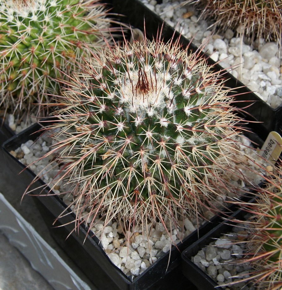 Кактусы Mammillaria karwinskiana