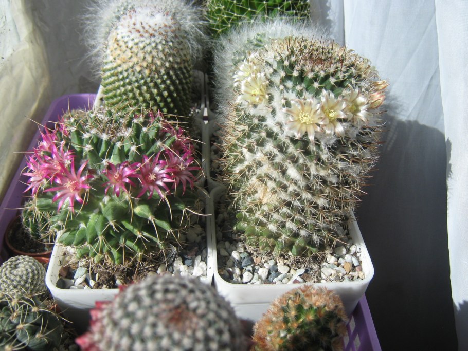 Маммиллярия collinsii