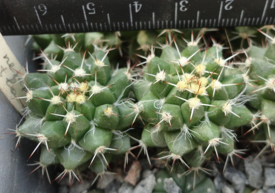 Маммиллярия неяпенсис