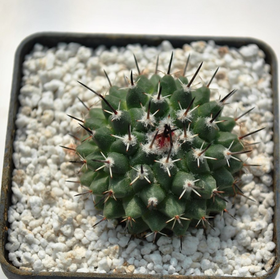 Кактус Маммиллярия Карвинского