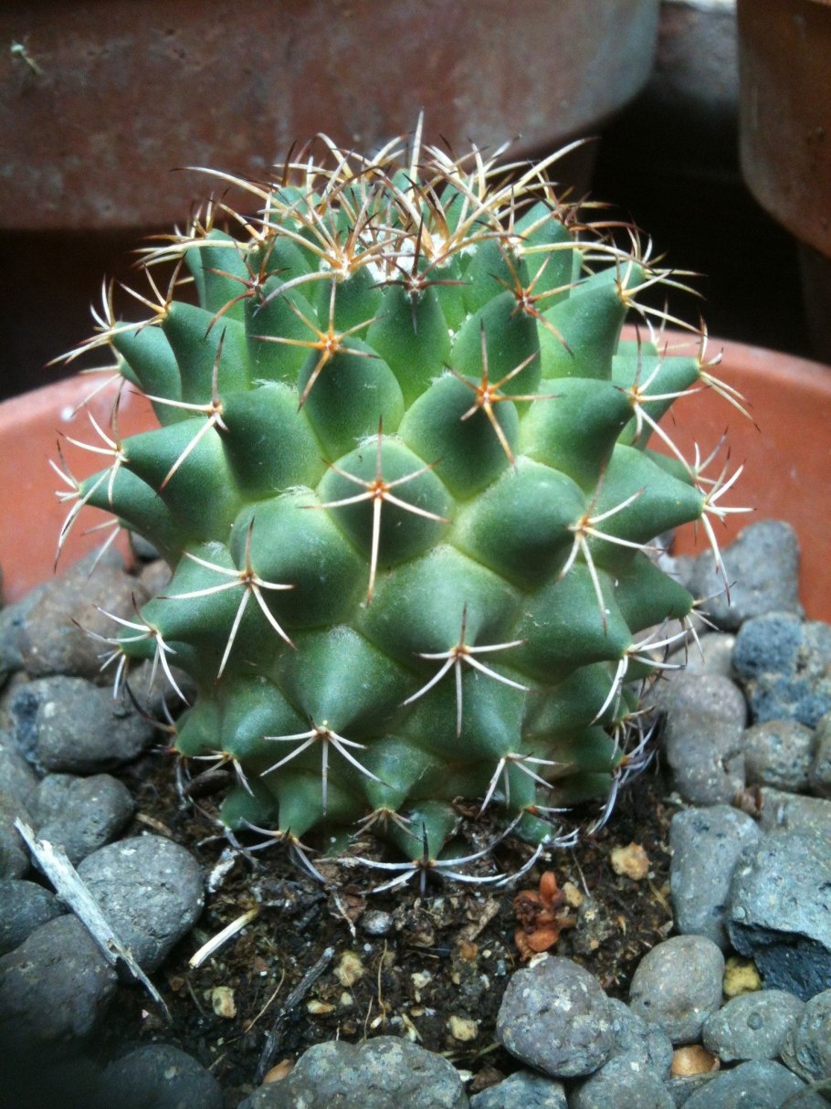 Кактус Маммиллярия крупнососочковая