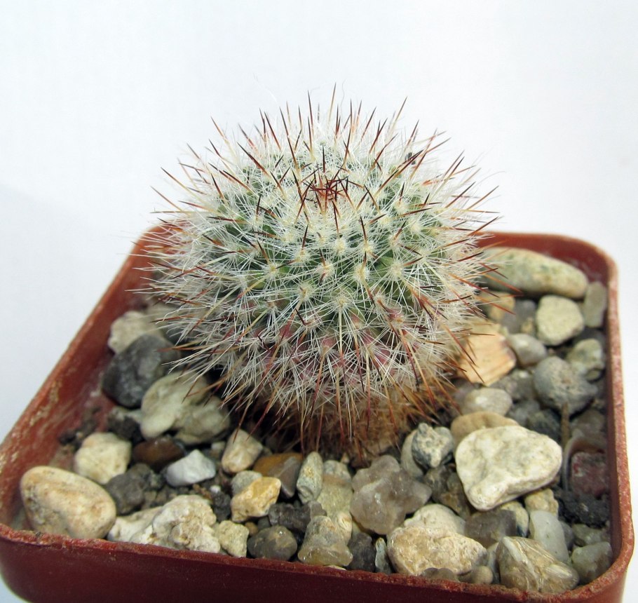 Маммиллярия karwinskiana