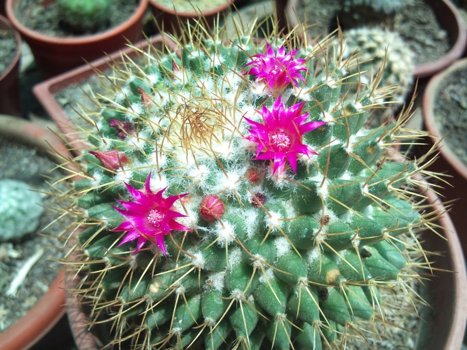 Маммиллярия Херрера