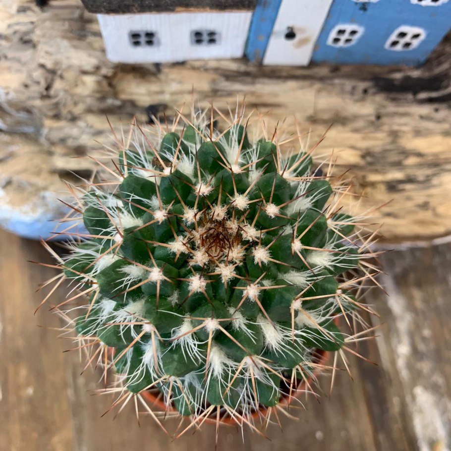 Mammillaria hidalgensis