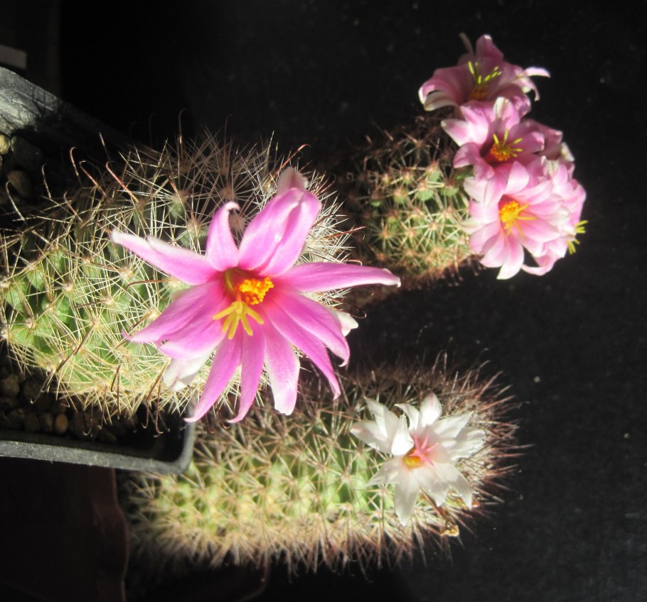 Кактус Mammillaria nejapensis