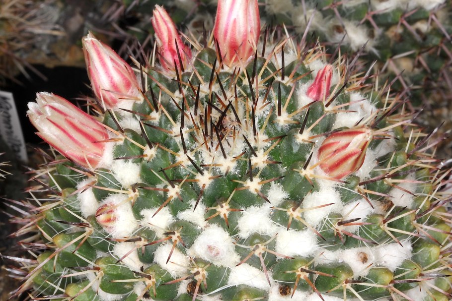 Маммиллярия карвинскиана