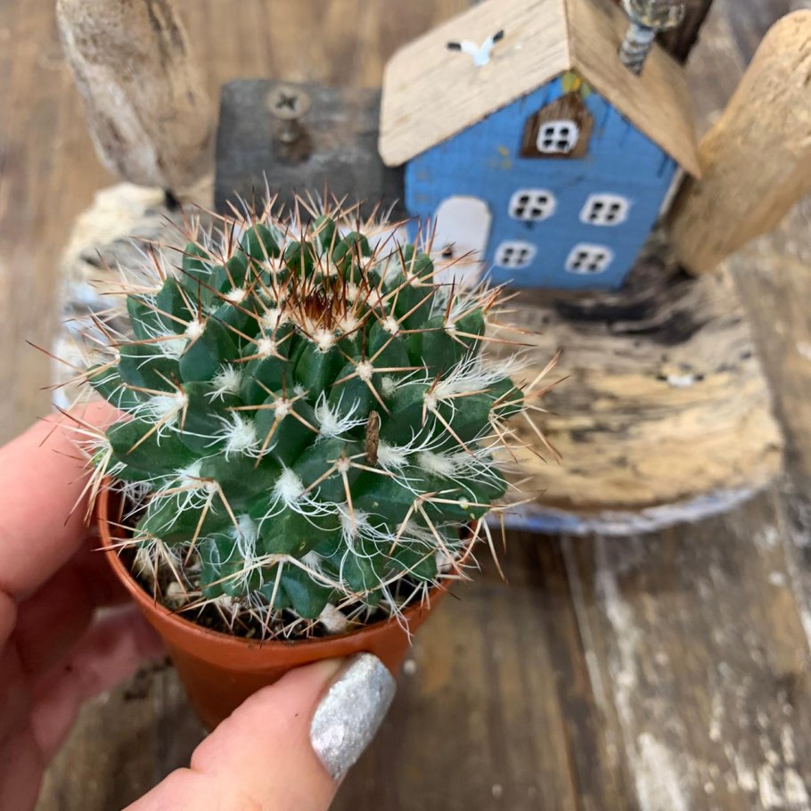 Кактус Маммиллярия Карвинского