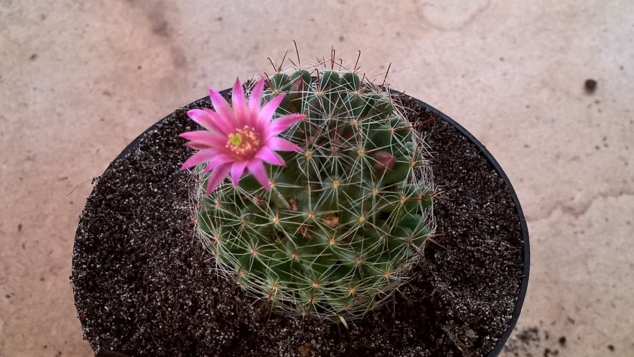 Маммиллярия сжатая