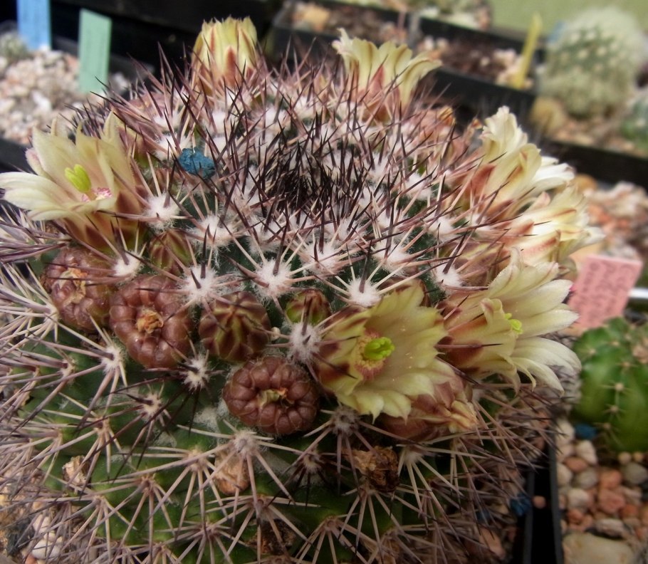 Кактус Mammillaria perbella