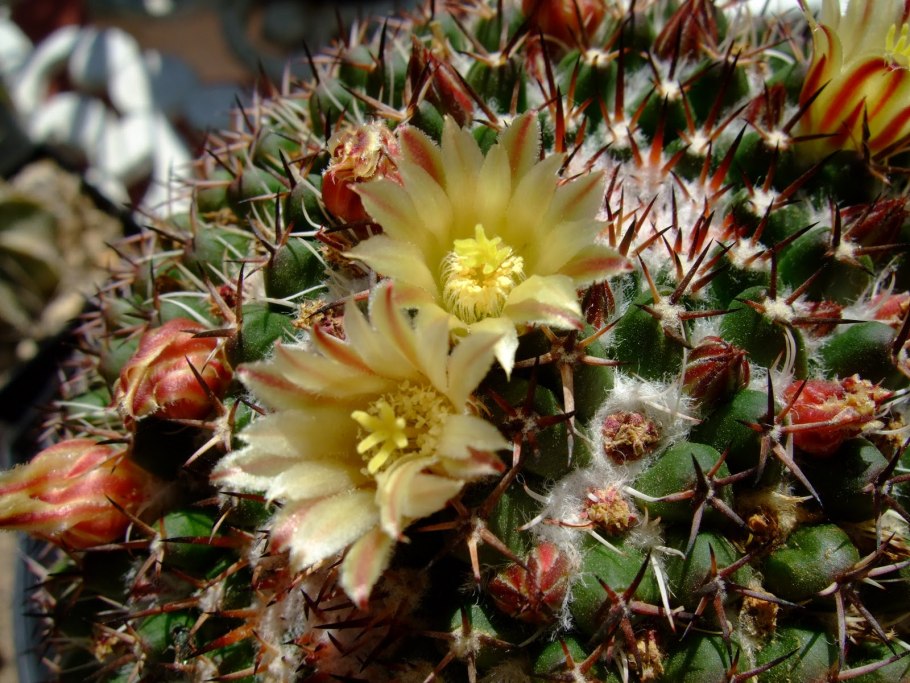 Mammillaria papasquiarensis