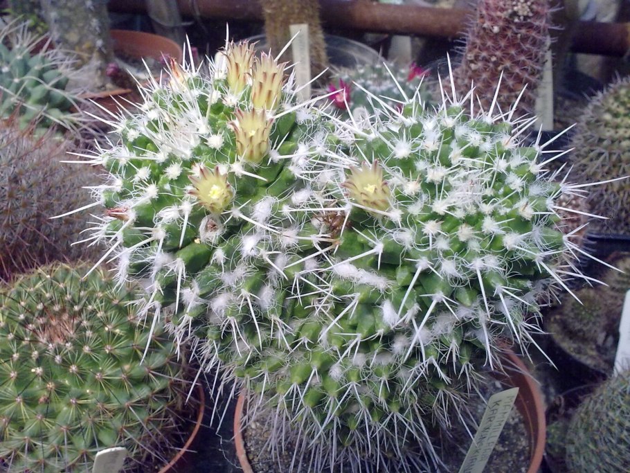 Маммиллярия крупнососочковая