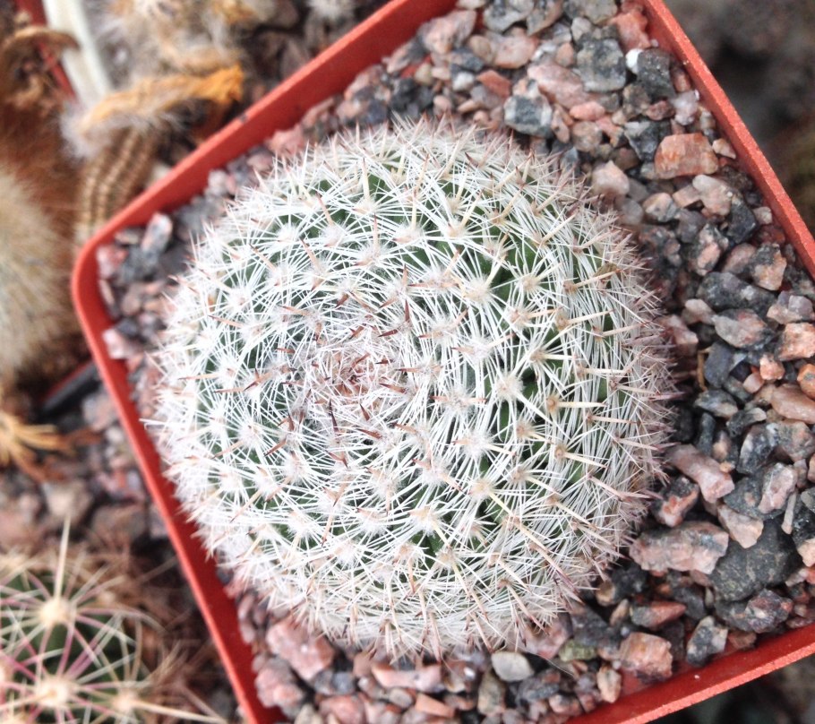 Маммиллярия карвинскиана