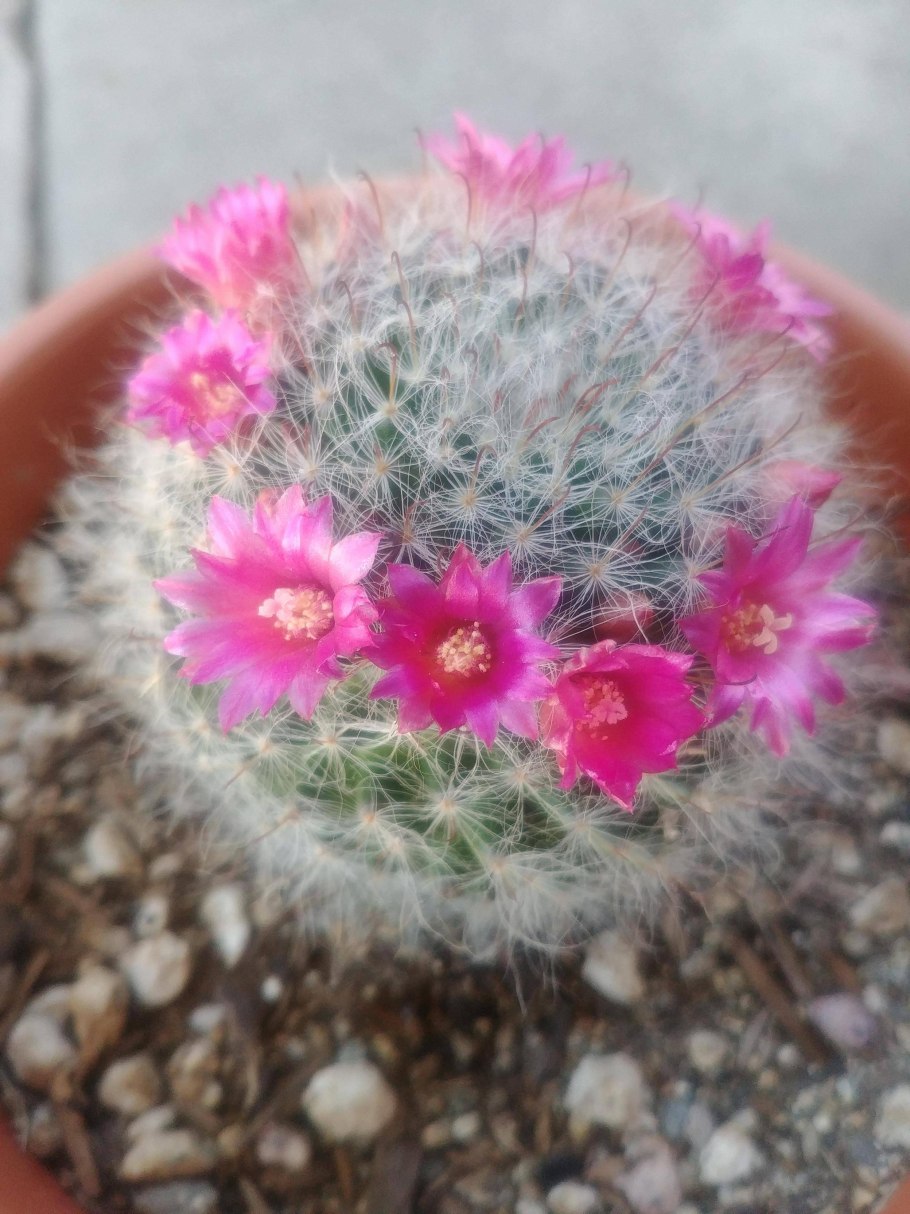 Маммиллярия бокасана