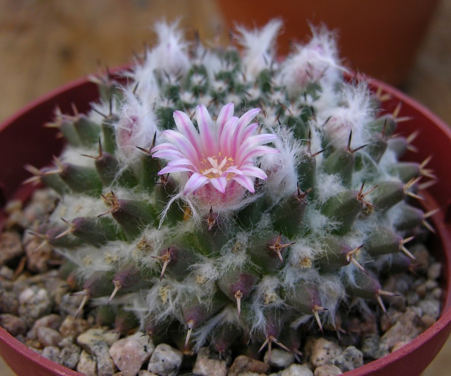 Кактус Маммиллярия Карвинского