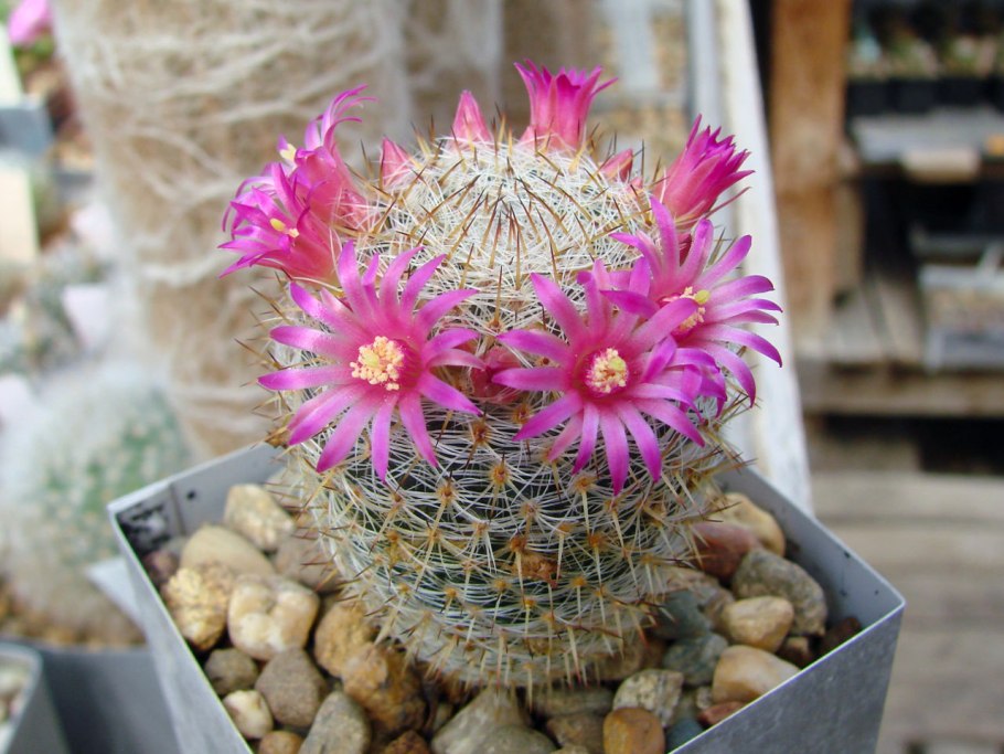 Маммиллярия марксмана