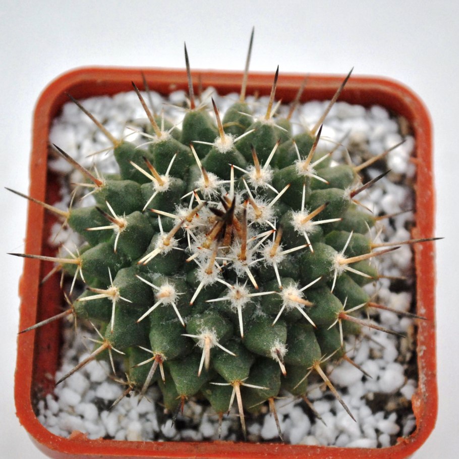 Маммиллярия karwinskiana