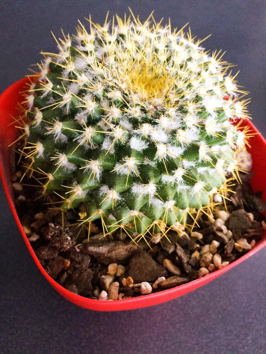 Кактус Маммиллярия Карвинского