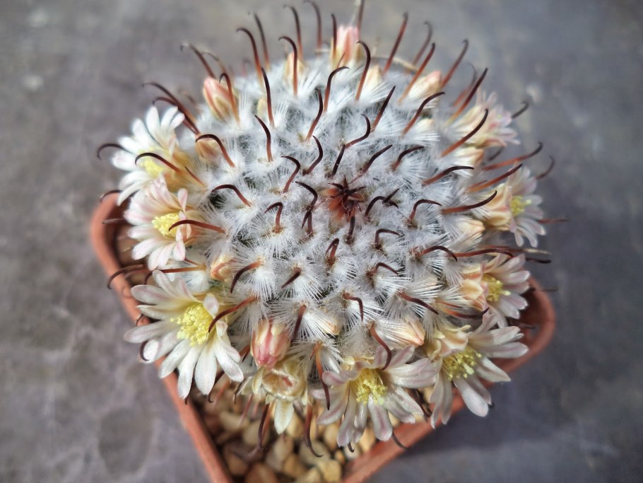 Mammillaria mammillaris