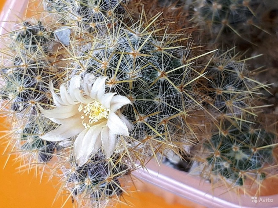 Кактус Mammillaria marksiana