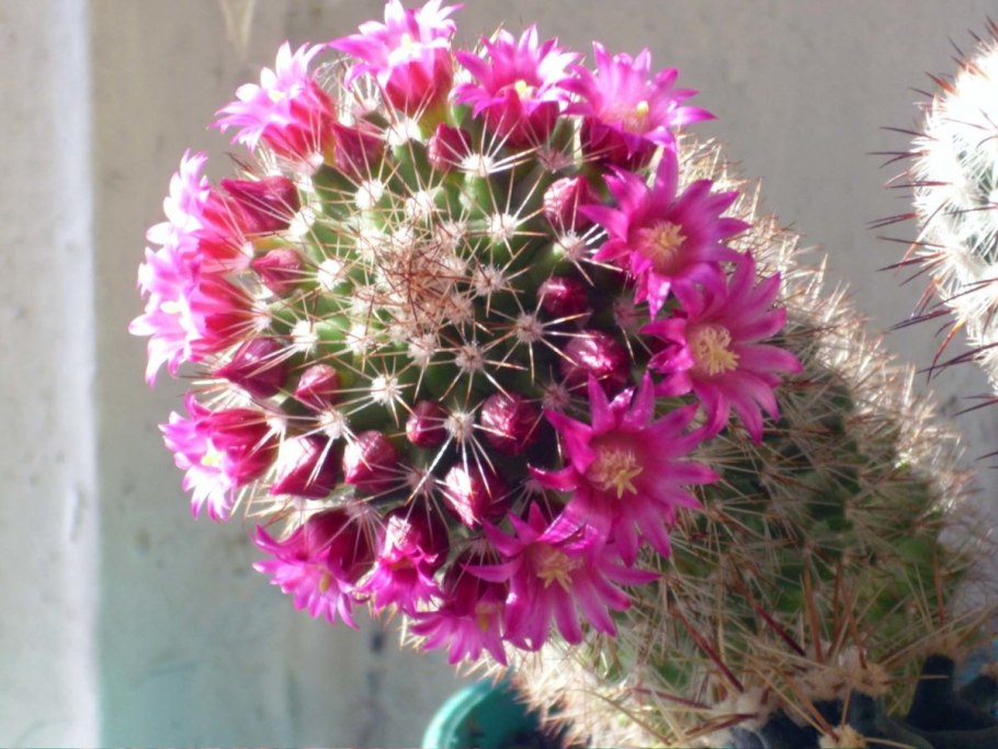 Mammillaria papasquiarensis