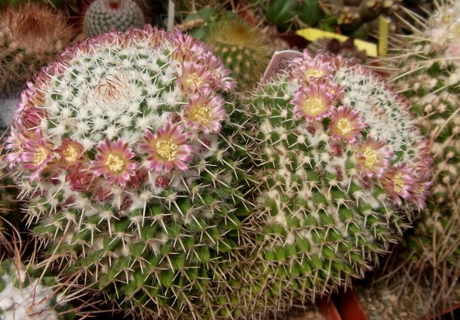 Кактус Маммиллярия Карвинского