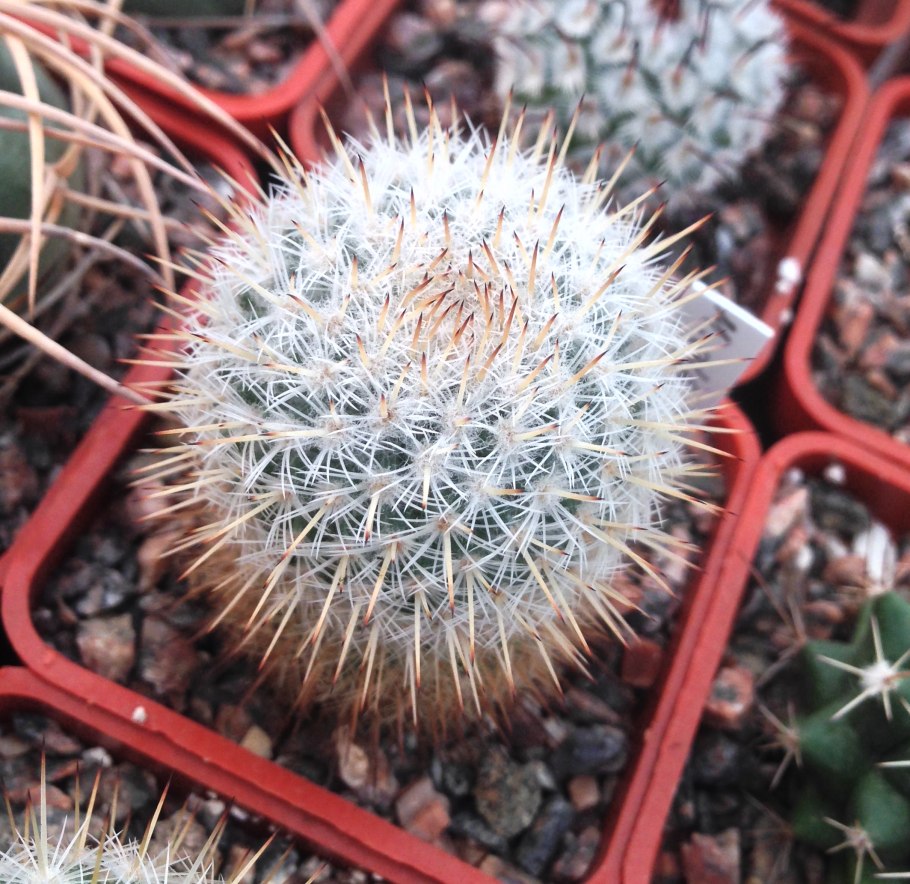 Маммиллярия karwinskiana