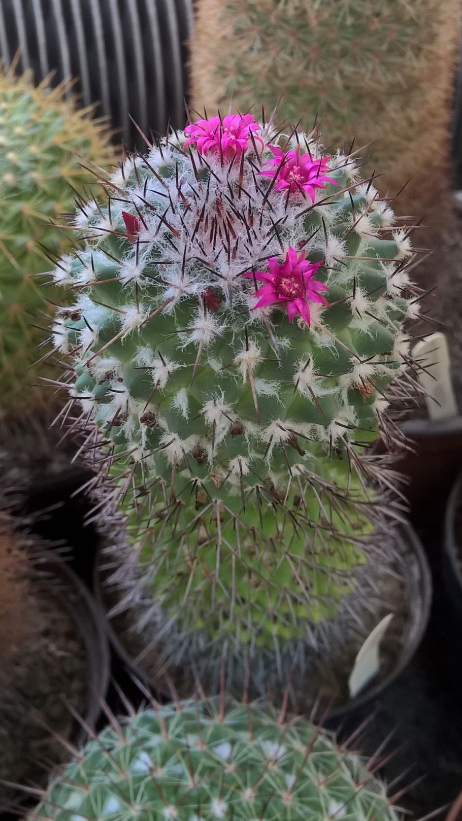 Маммиллярия крупнососочковая