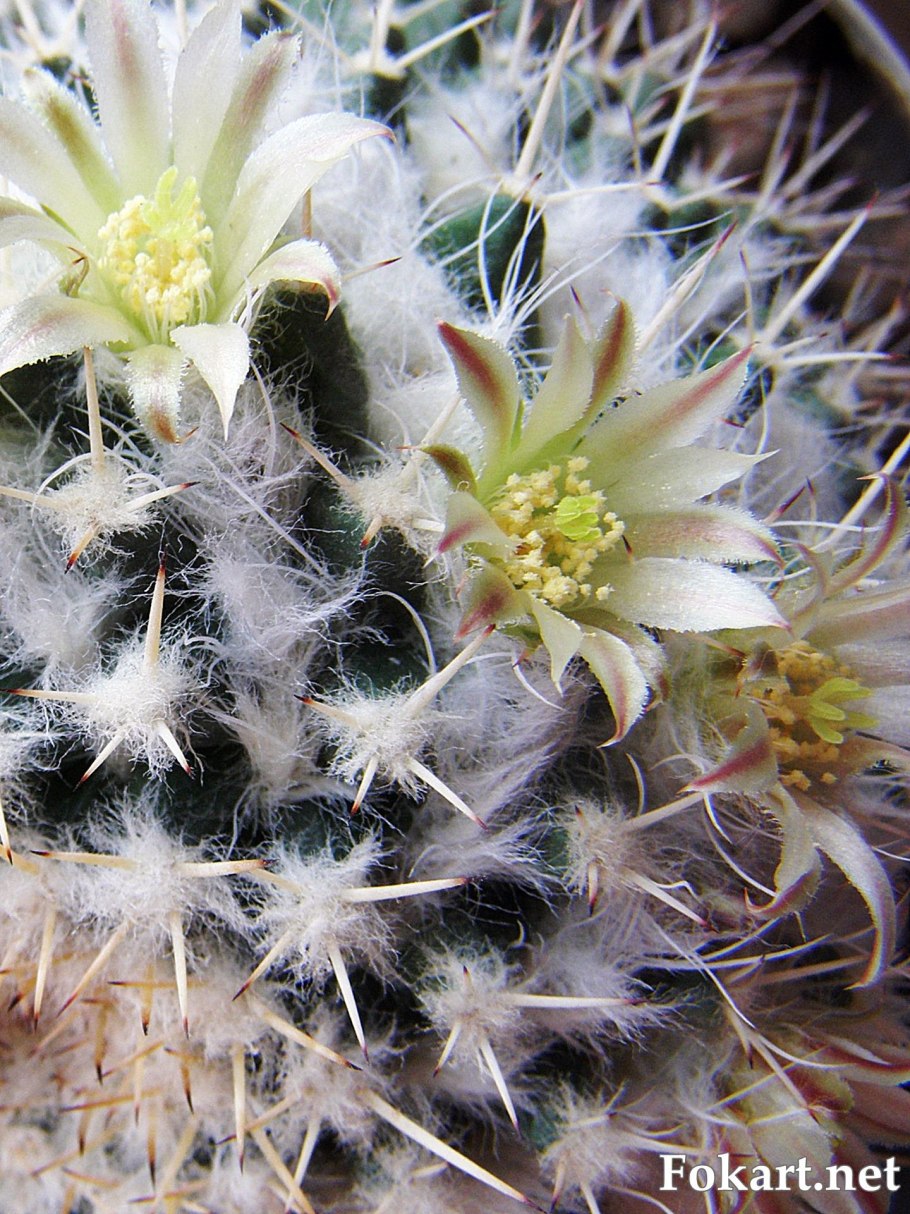 Кактус Mammillaria voburnensis