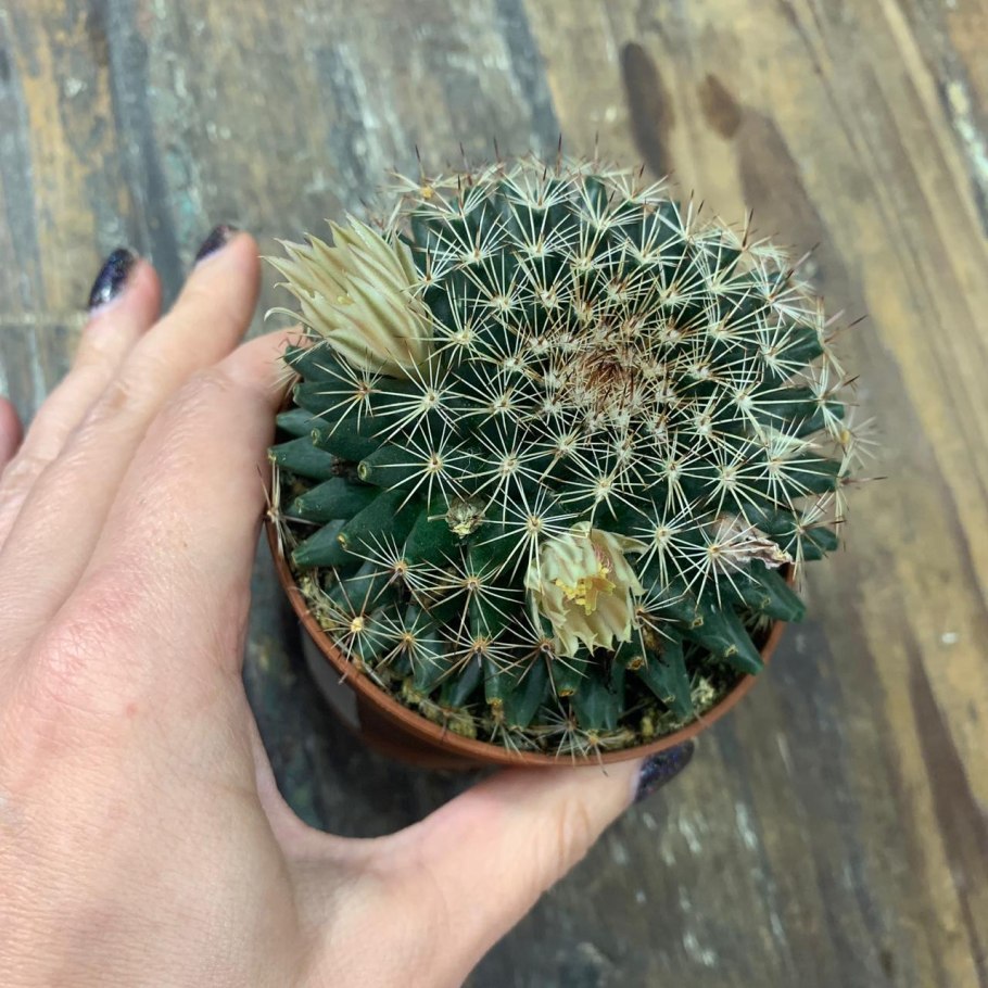 Маммиллярия Хернандез