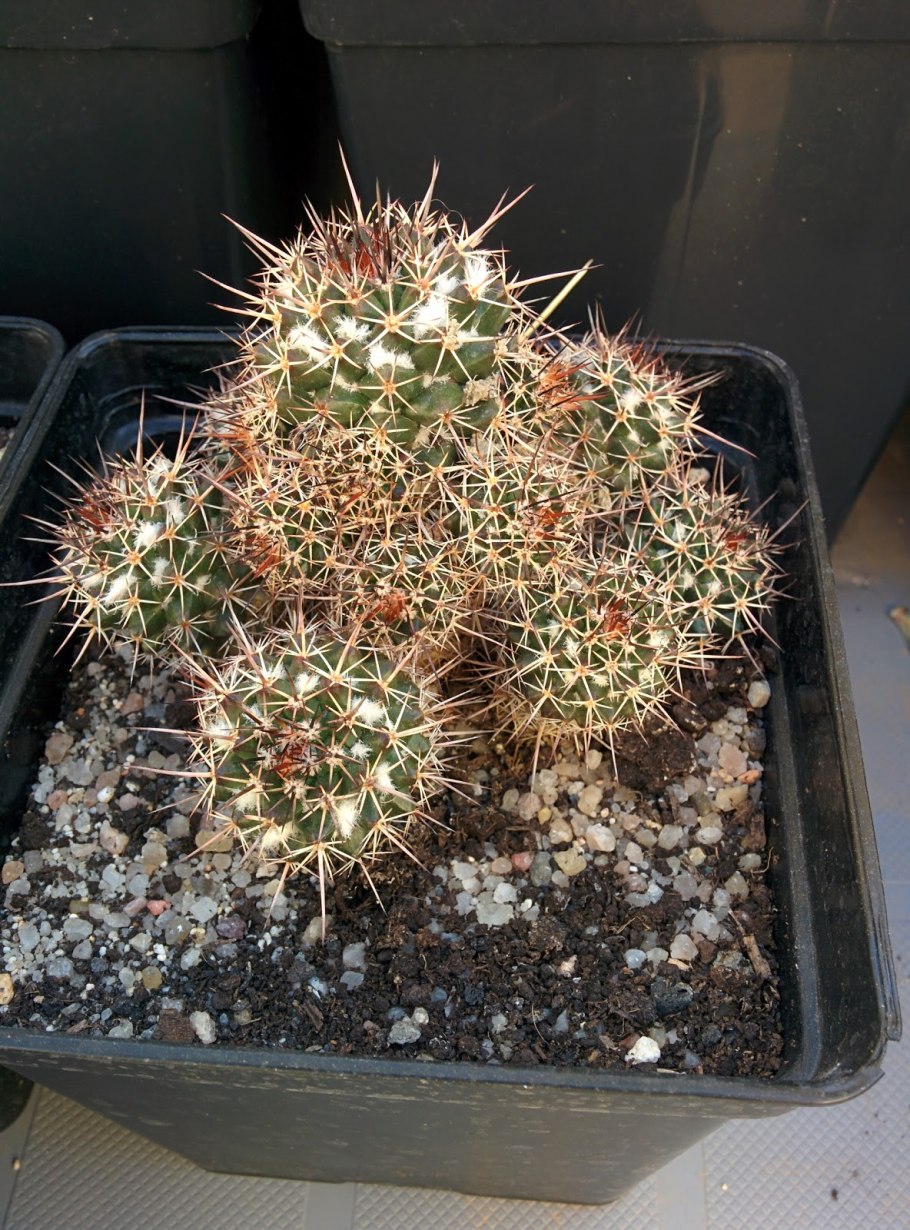 Кактус Маммиллярия Карвинского