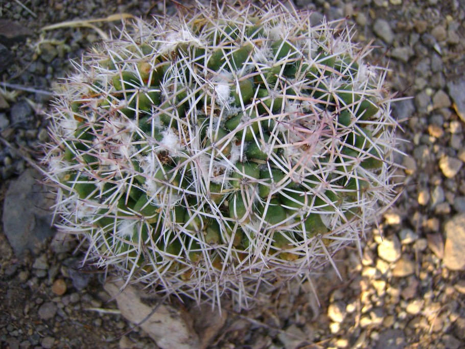 Mammillaria collinsii