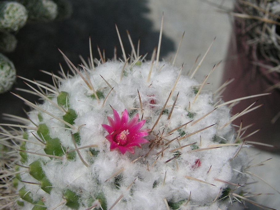 Маммиллярия Карвинского цветет