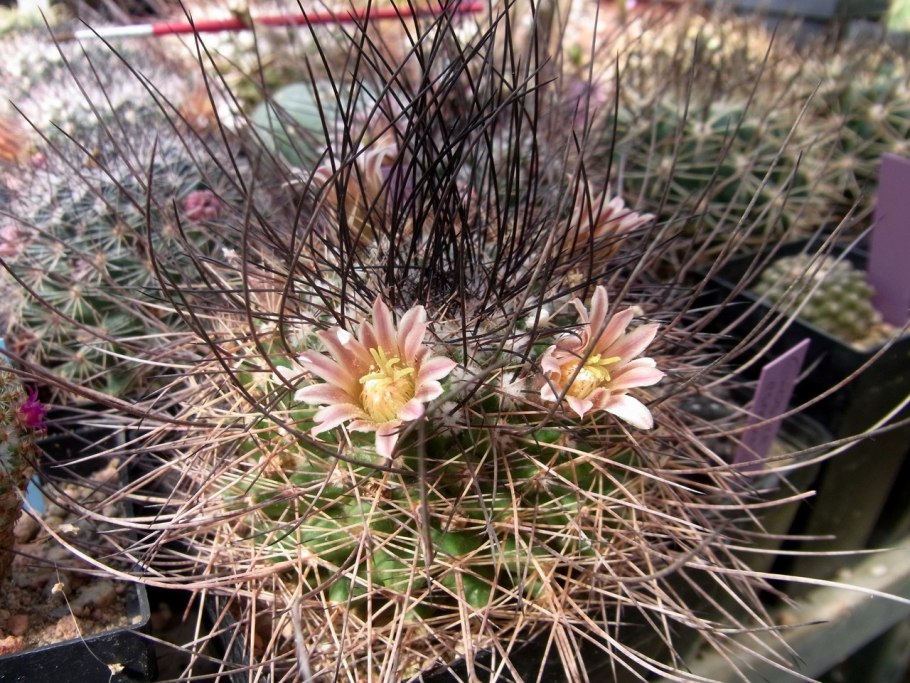 Маммиллярия Гюльцова