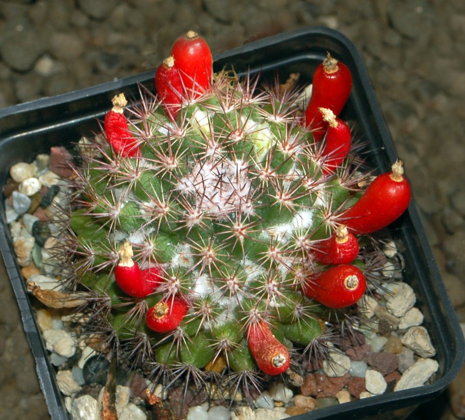Кактус Mammillaria voburnensis