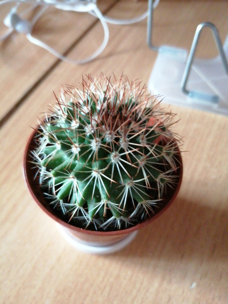 Кактус Маммиллярия