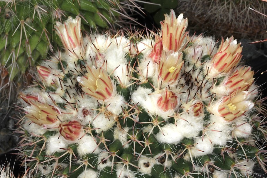 Кактус в виде звезды