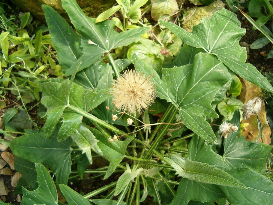 Материнская плата MSI 865gvm2-LS