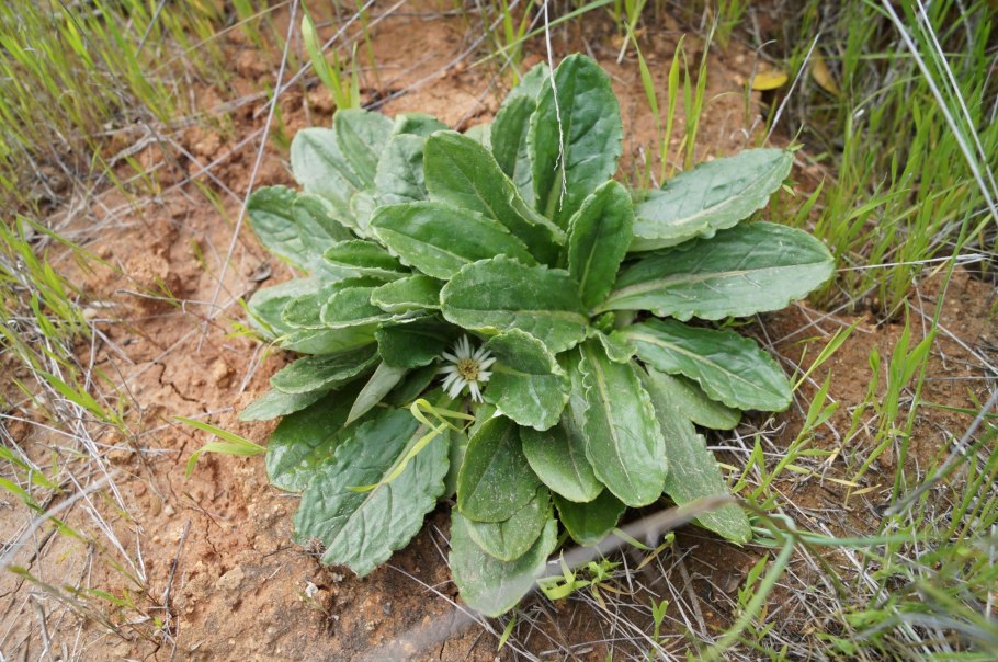 Чапталия томентоза