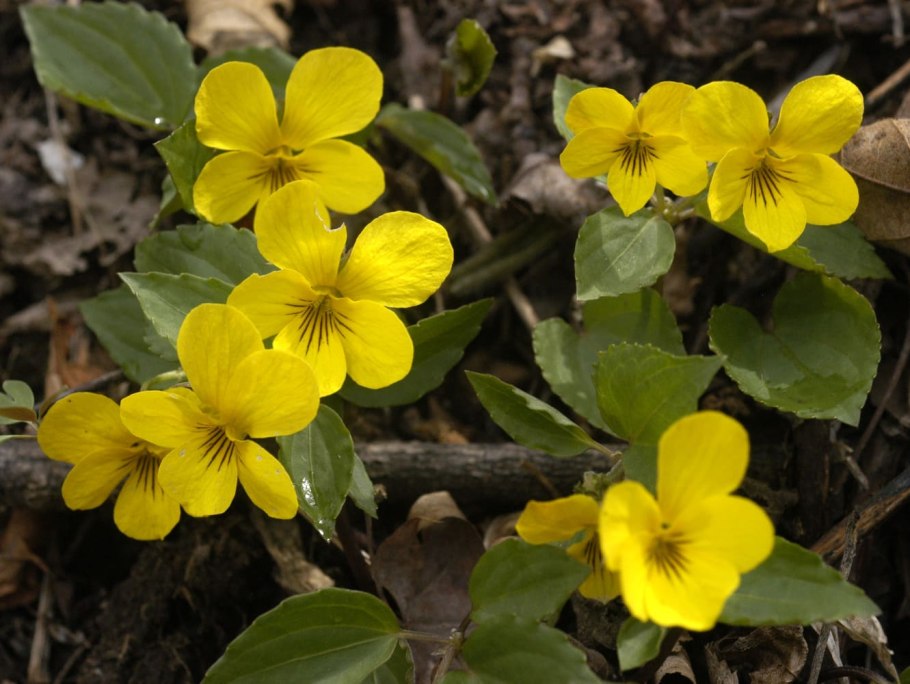 Мутизиевые (Mutisieae) формула вида