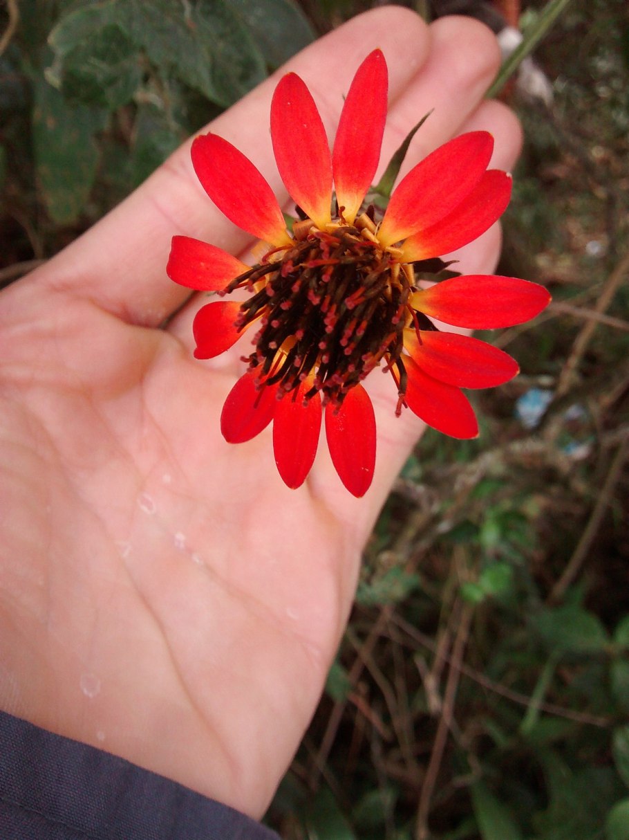 Эхиноцистистис лопастной