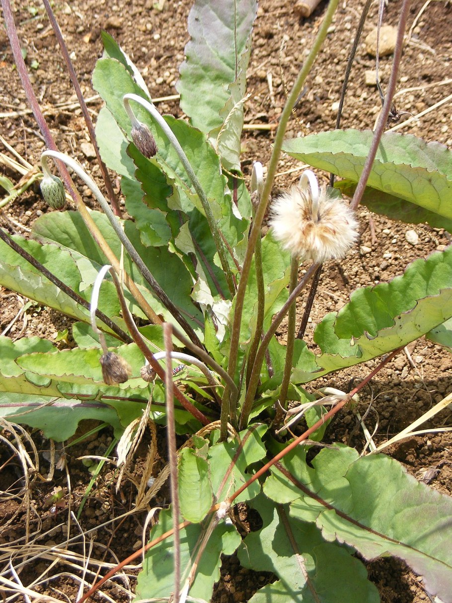 Лейбниция бестычинковая