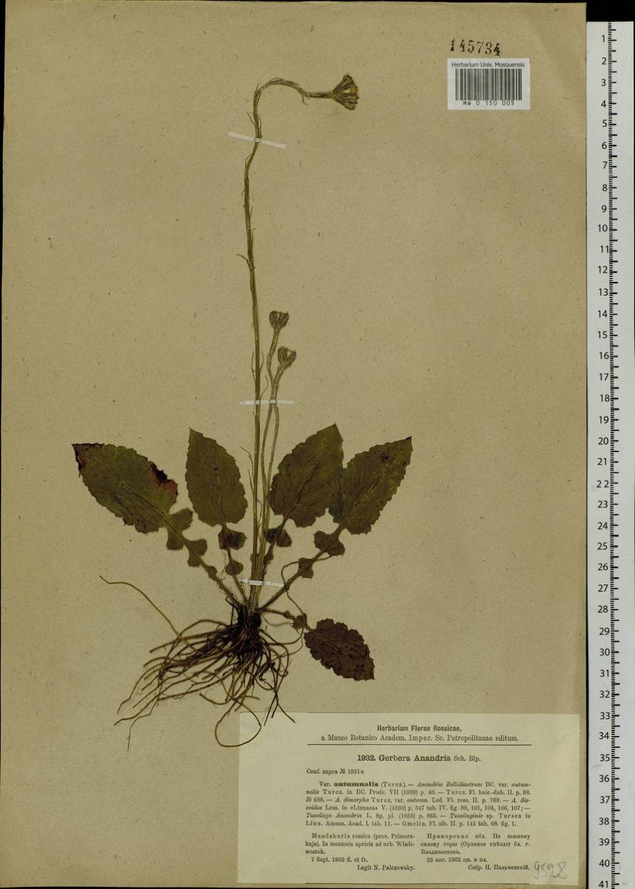 Мутизиевые Mutisieae