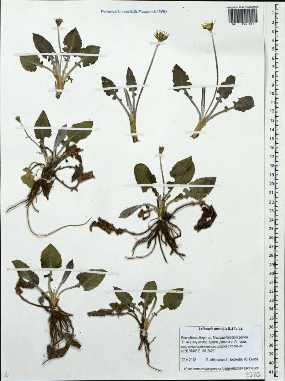 Мутисия (Mutisia)