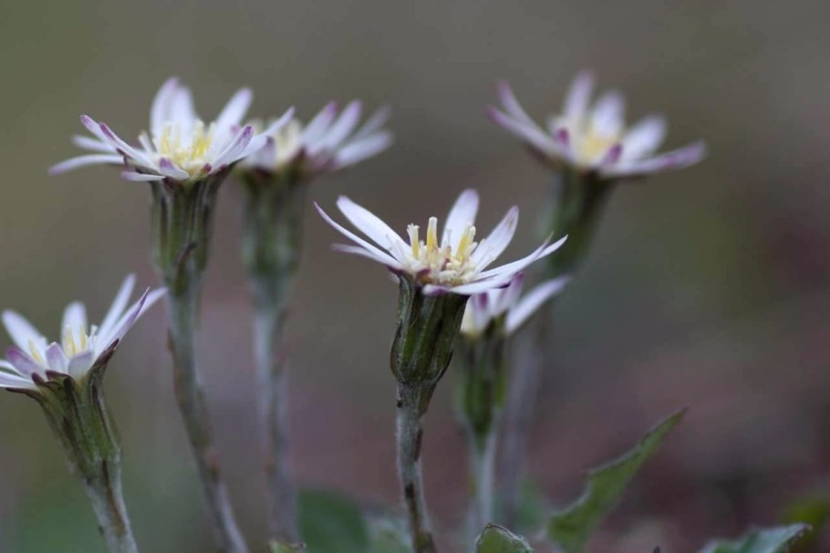 Лейбниция бестычиночная (Leibnitzia Anandra).